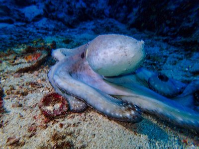 Jan 20 - Similan Diving Safaris